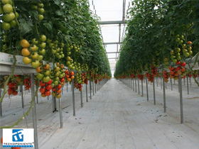 .(hortasol)بيوت بلاستيكية للطماطم 