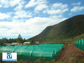 Tunnel greenhouses in Indonesia