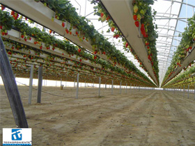 Joaquín y Mari Reyes strawberry greenhouse